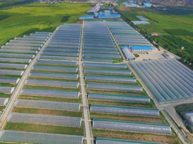 奥仁格管道赋能金丰现代农业园：GRS高效节能温室模式革新