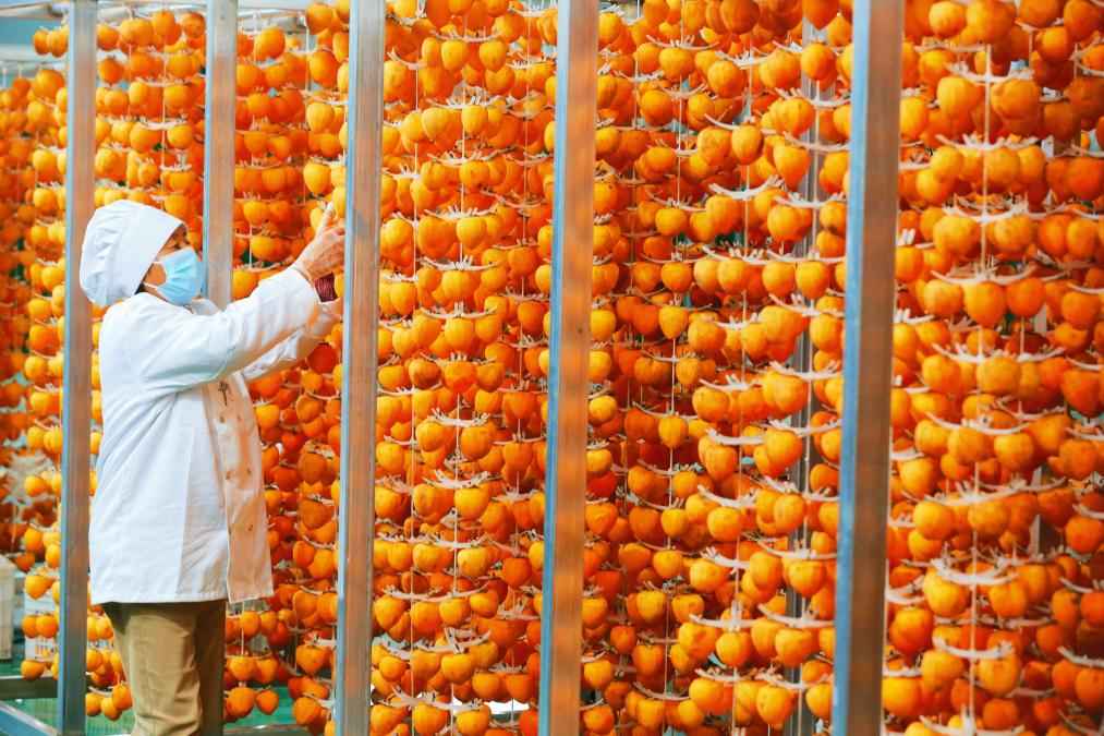 和润电力管 “红灯笼”下话振兴——“柿子沟”丰收一线见闻